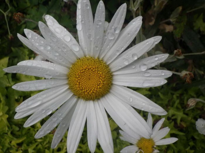 Margerite mit Regentropfen