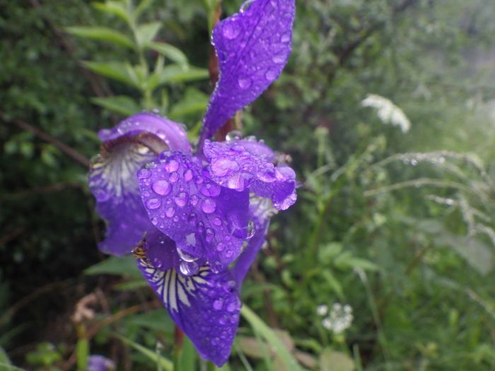 Iris im Regen