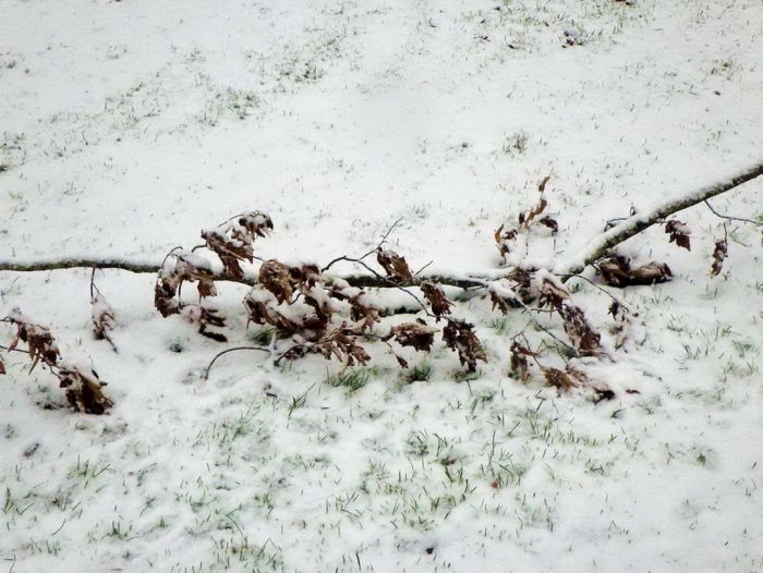 Zweig im Schnee
