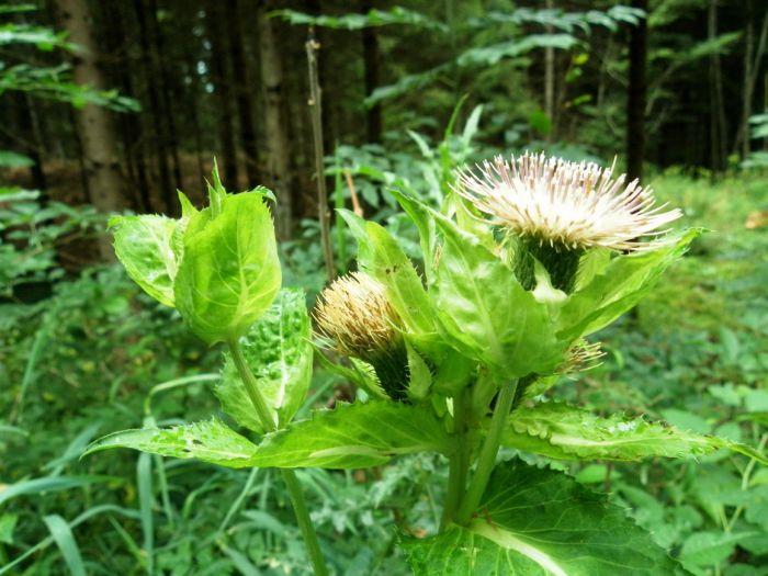 Distel