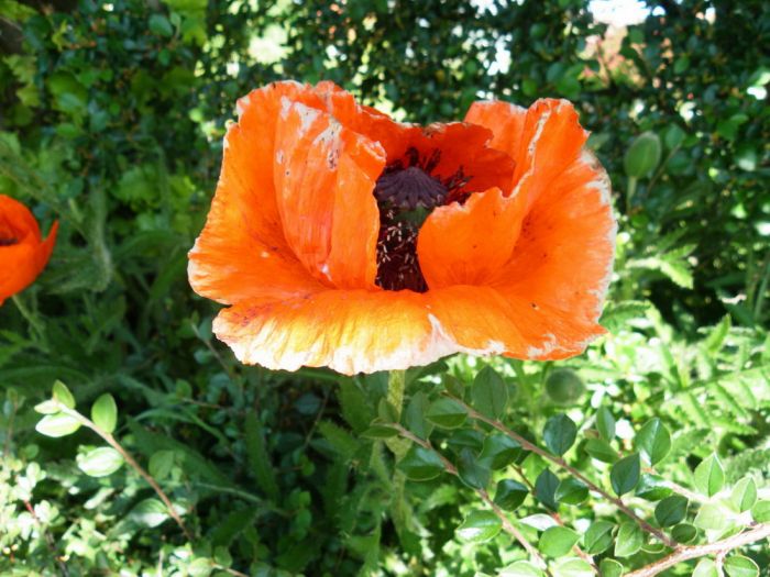 Mohn