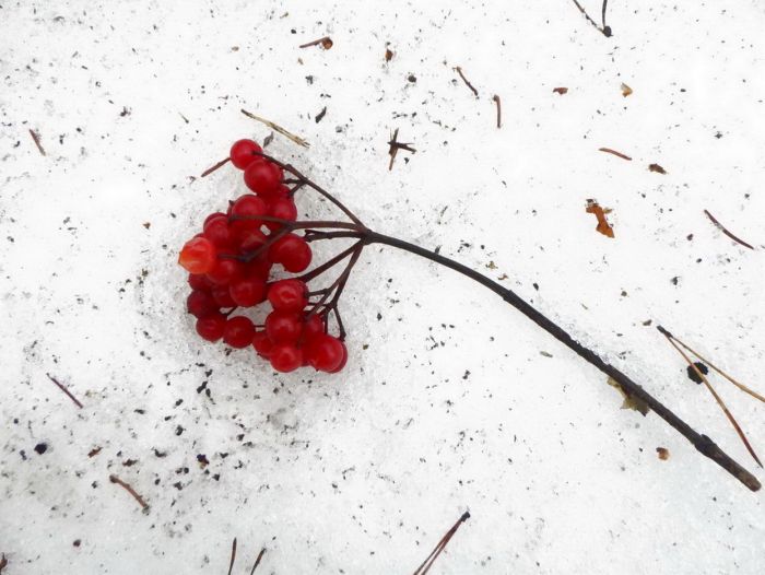 Beeren im Schnee