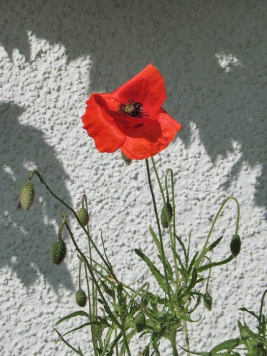 Mohn