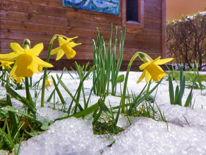 Zwerg - Narzissen im Schnee
