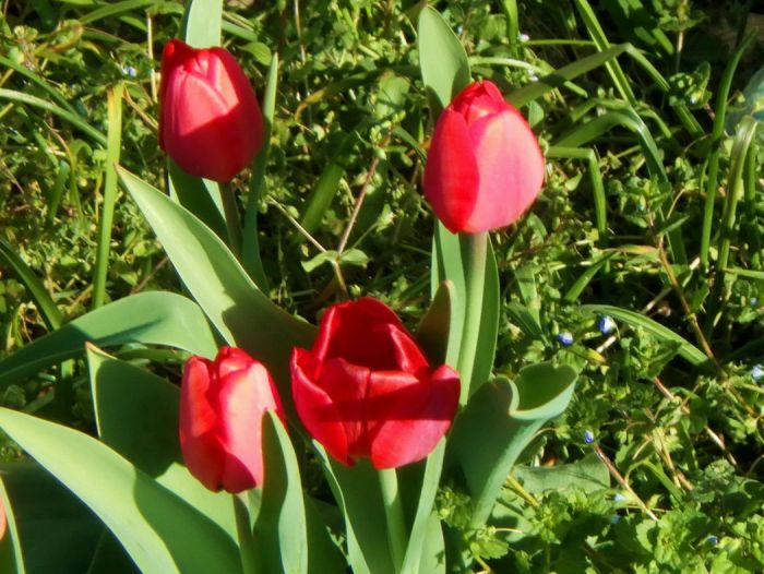 Tulpen