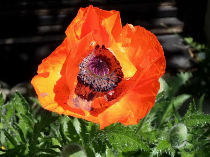 Mohn