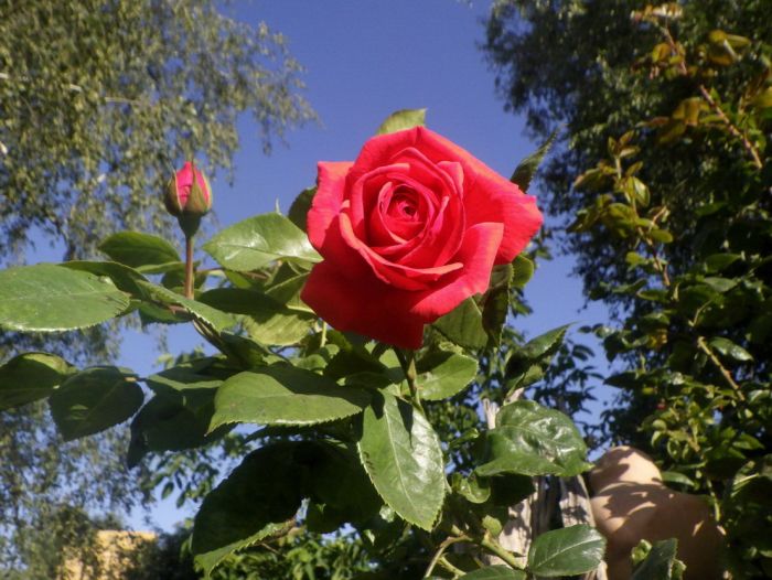 Rose im Juli