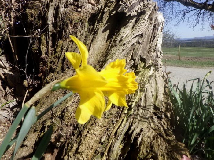 Osterglocken vor altem Baum