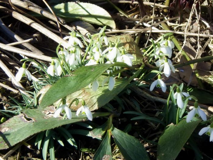 Schneeglöckchen