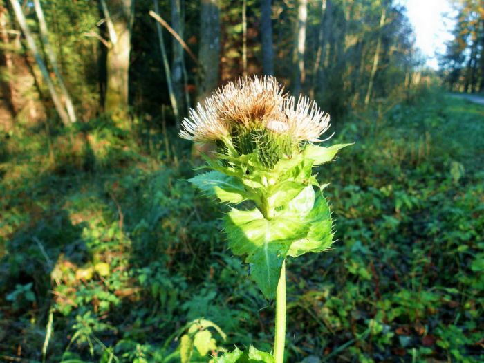 Distel im November
