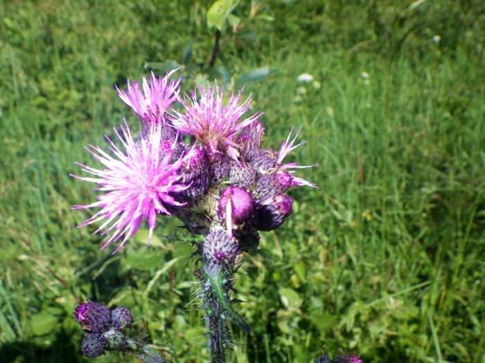 Distel