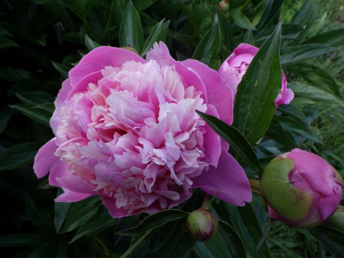 Pfingstrose mit Knospen