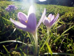 Winter - Allgäu Winter - Allgäu