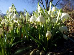 Märzenbecher im Allgäu Märzenbecher im Allgäu