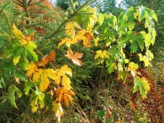 Laubfärbung Laubfärbung