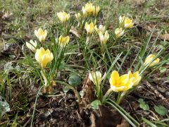 Krokusse Krokusse