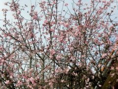 Zierstrauch Zierstrauch