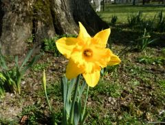 Narzisse Narzisse