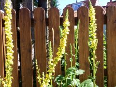 Frühsommer Frühsommer