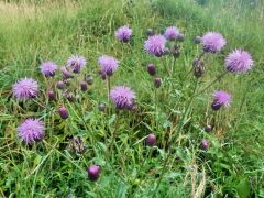 Acker- Kratzdistel Acker- Kratzdistel