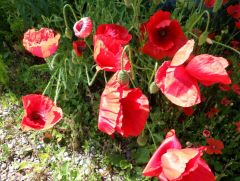 Mohn Mohn