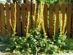 Königskerzen Königskerzen