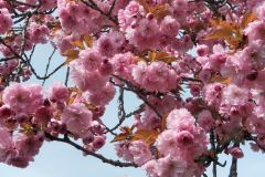 ER kommt ! ER kommt !