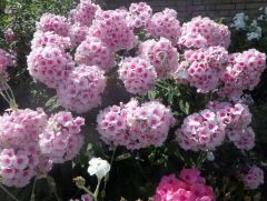 duftende Sommerblume duftende Sommerblume