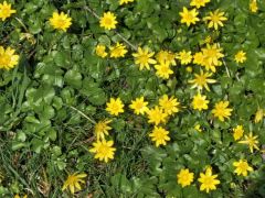 Scharbockskraut Scharbockskraut