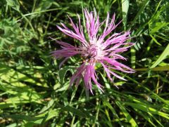 Flockenblume Flockenblume