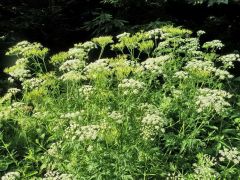 Schafgarbe Schafgarbe