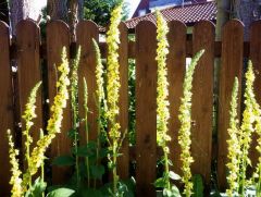 Königskerzen Königskerzen