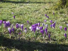 Krokusse Krokusse