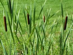 Rohrkolben Rohrkolben