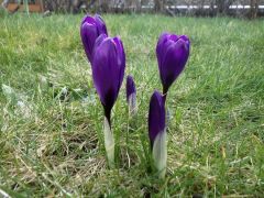 Krokusse im Schatten Krokusse im Schatten