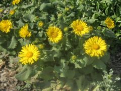 Frühblüher Frühblüher