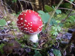 Prachtexemplar Prachtexemplar