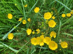 Sumpfdotterblumen Sumpfdotterblumen