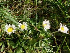 Gänseblümchen im Februar Gänseblümchen im Februar