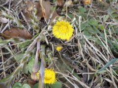 Huflattich Huflattich