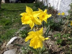Narzissen Narzissen