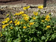 Frühlingsblüher Frühlingsblüher