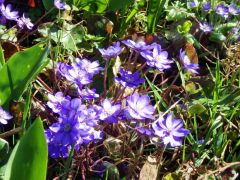 Leberblümchen Leberblümchen