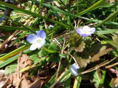 Wundheilkraut Wundheilkraut