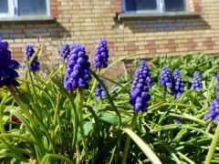 Zwerghyazinthen Zwerghyazinthen