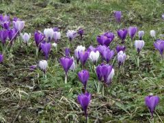 Krokusse Krokusse