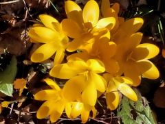 Krokusse Krokusse