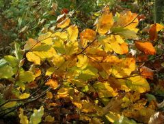 Laubfärbung Laubfärbung