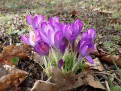 Krokusse Krokusse
