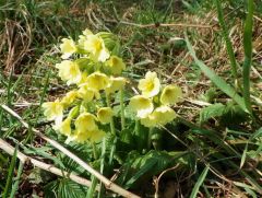 Schlüsselblume Schlüsselblume